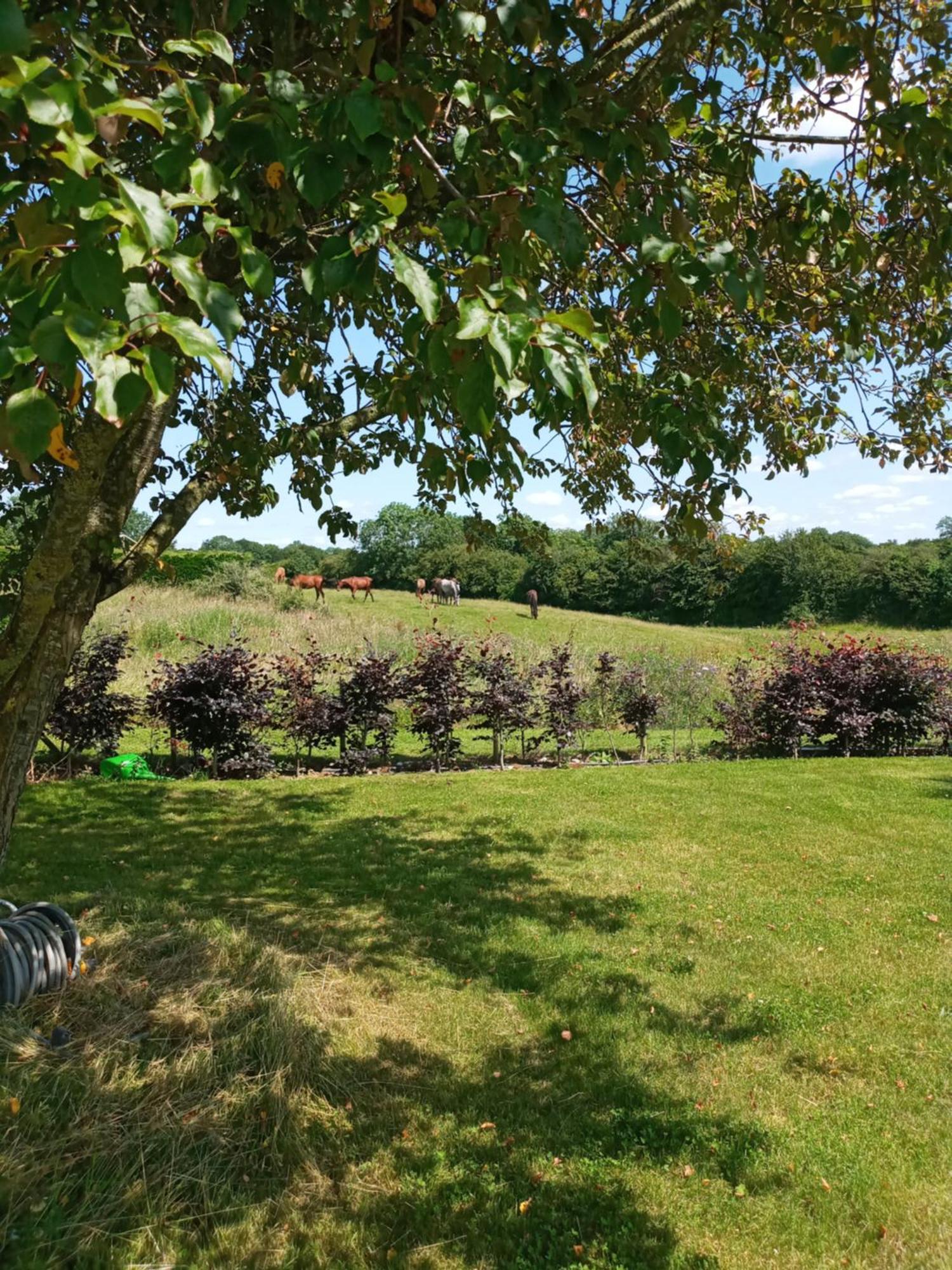 Suzies Self Catering Belmont Daire Belmont  Oda fotoğraf